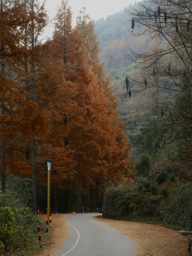 江浙滬周末出行｜中國金錢松森林公園