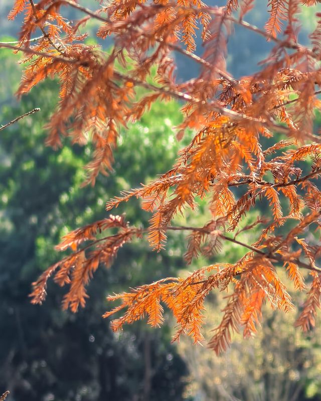 頭陂公園，自然與歡樂的完美融合