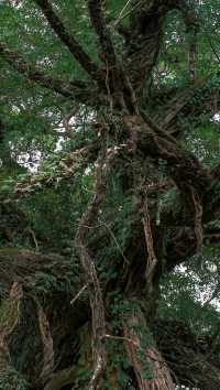 贺州黃姚古鎮 | 藏在山水間的千年遺夢