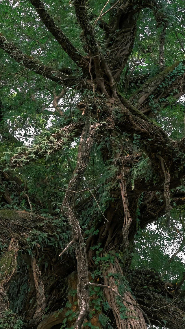 贺州黃姚古鎮 | 藏在山水間的千年遺夢