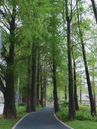 深圳四海公園賞花啦～泰國櫻花 絨果決明
