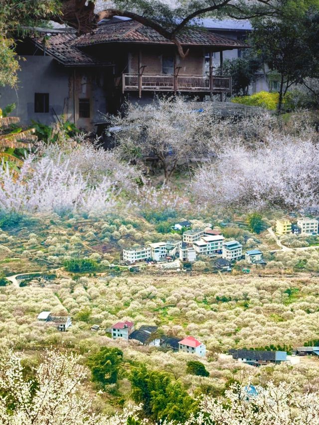 這不是雪，這是永泰青梅的盛開