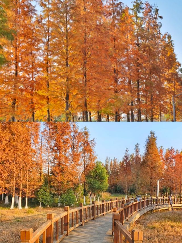 被南昌象湖濕地公園治癒了