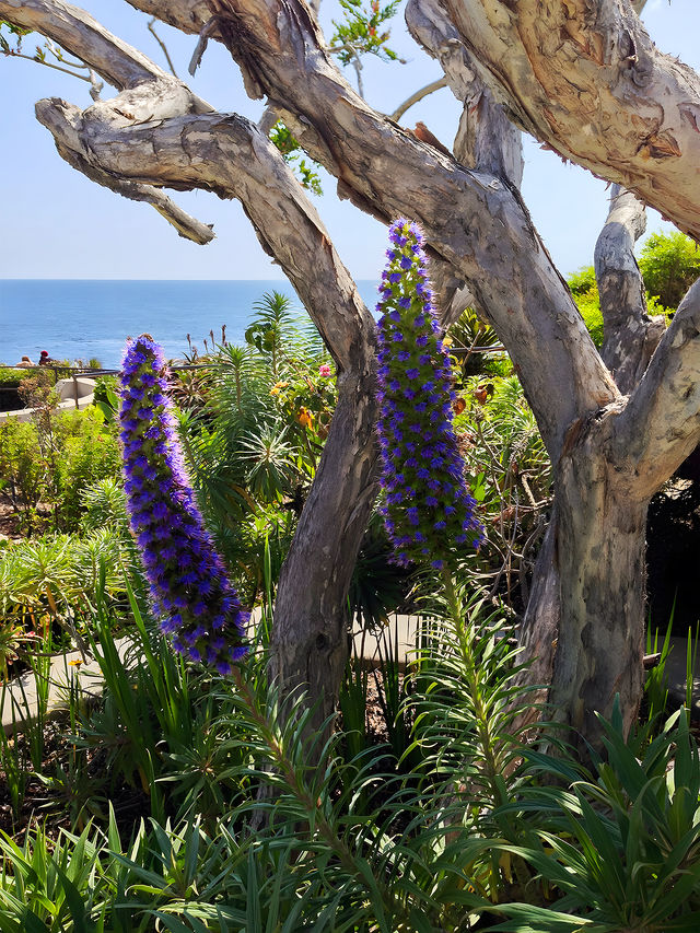 Laguna Beach隱藏的海景寶地。
Crescent Bay Point Park（新月灣角公園）