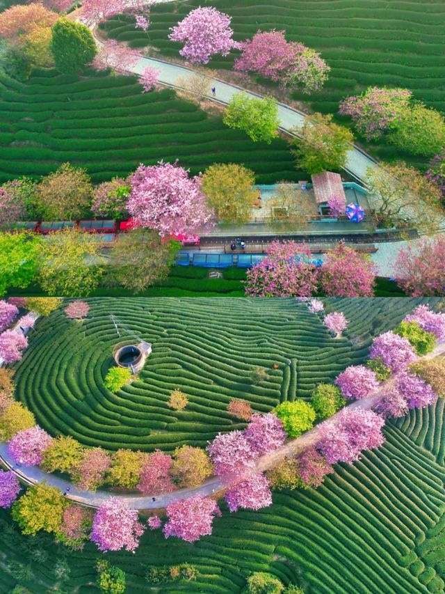 春遊記 | 《國家地理》誠不欺我，福建的春天美得讓人心醉