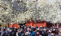 2025北京三月踏春|開花日期&機位|別錯過