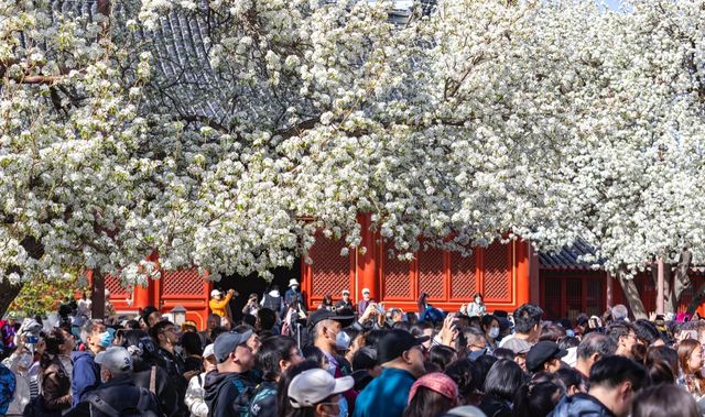 2025北京三月踏春|開花日期&機位|別錯過