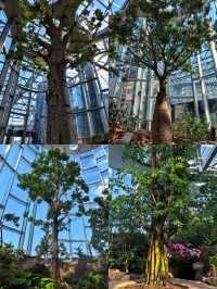 上海植物園，玻璃穹頂下的植物百科。