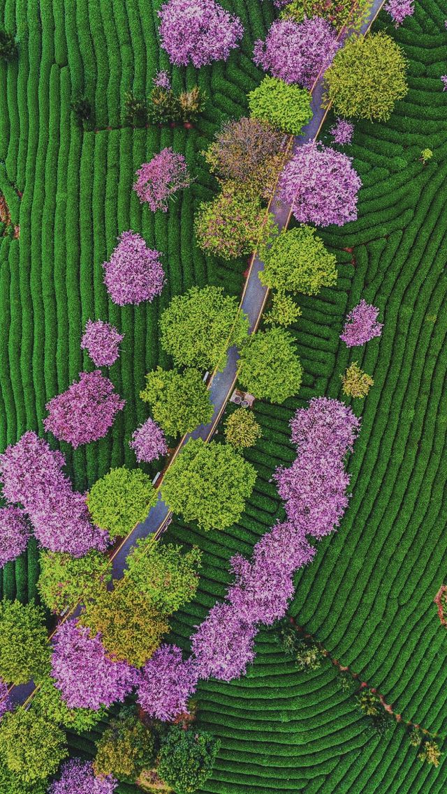 《永福櫻花：如夢似幻的仙境之旅》