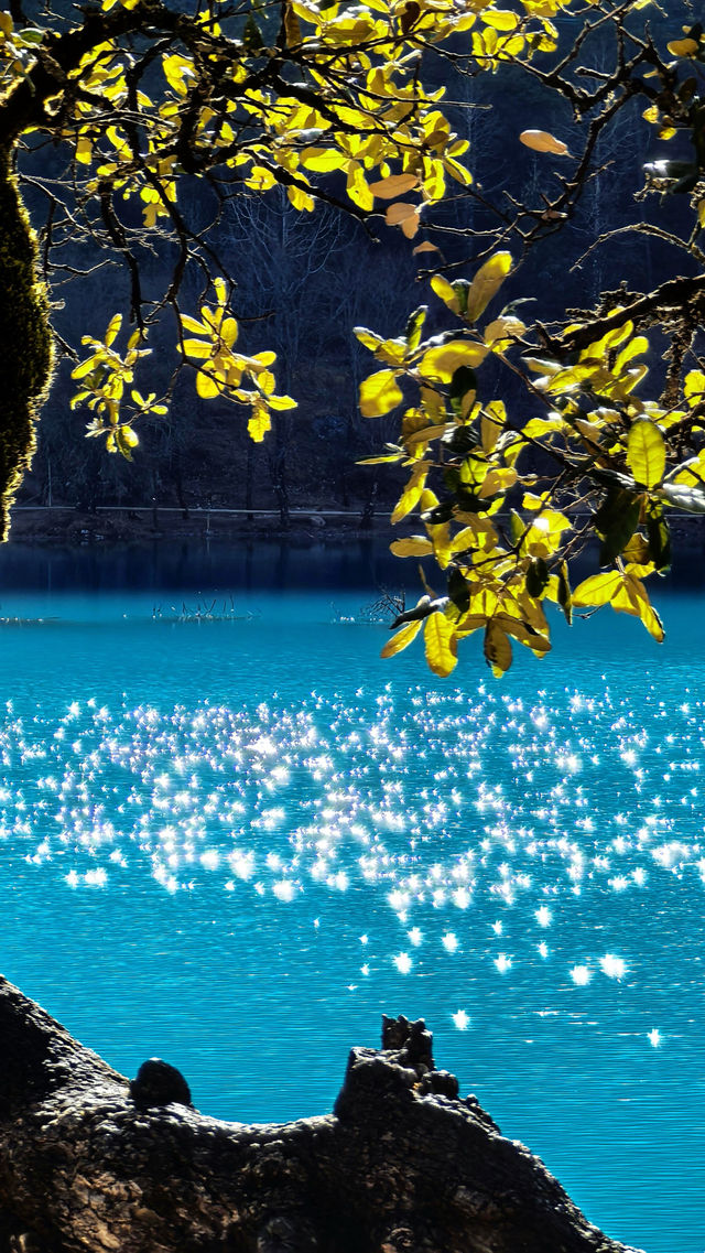 浪漫而神秘的雲杉坪