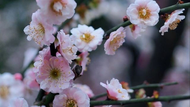 世紀公園賞梅遊攻略