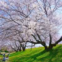 藏在名古屋的小眾賞櫻秘境🌸 木曾川堤