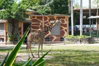 親子遊｜從深圳跑去廣州動物園，大怨種？