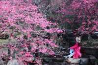 湖州水韻梅香，暢享仙境中的極致風流