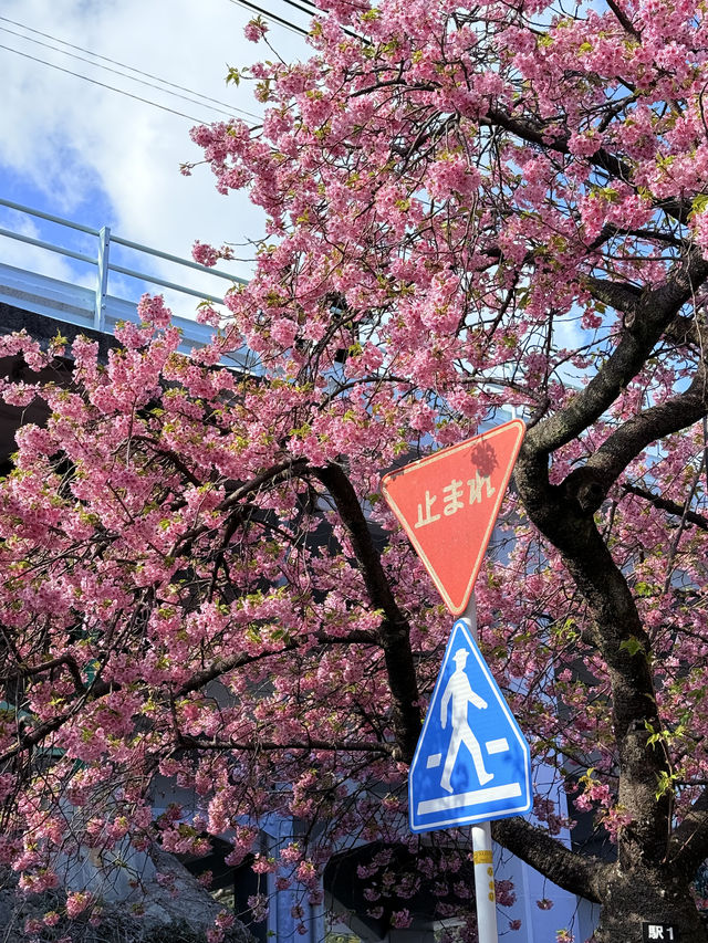 河津桜の美しさに感動！