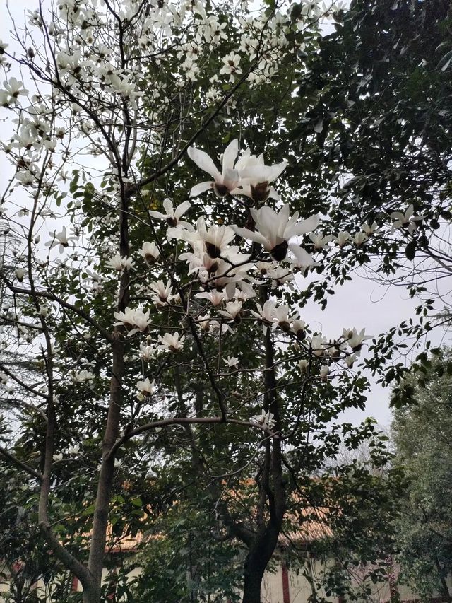 春遊綿州富樂山