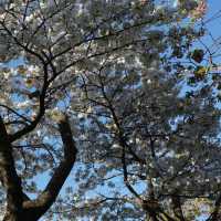 五一日本追櫻全攻略🌸 一次看個夠