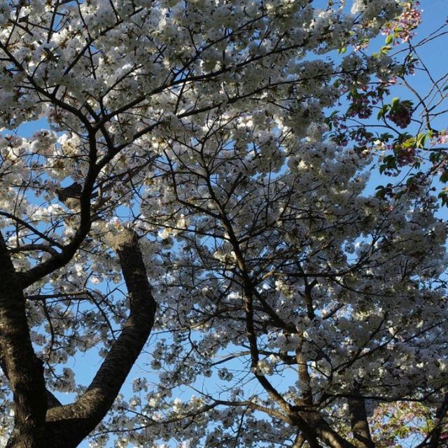 五一日本追櫻全攻略🌸 一次看個夠