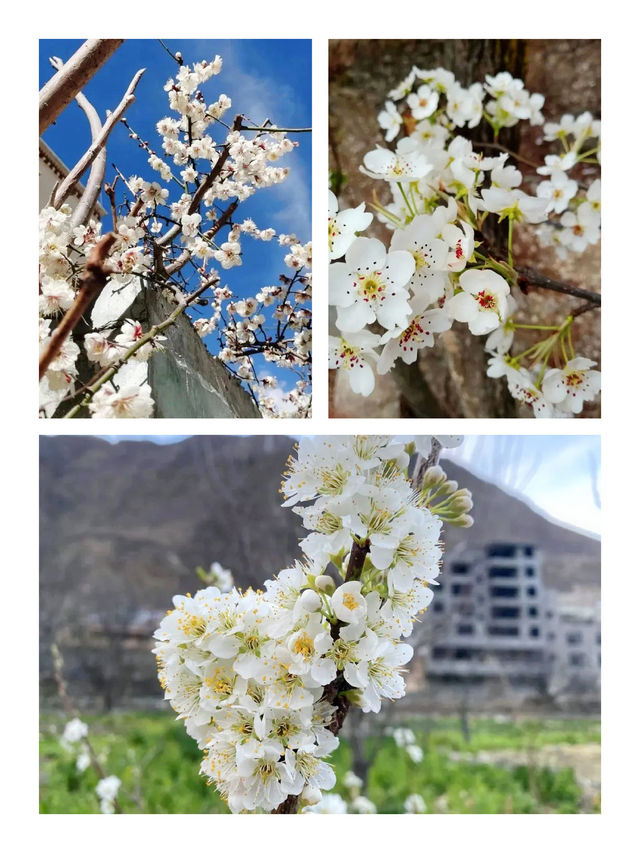 「星山月影·懸崖民宿」春醒日記 🏔️「星山月影·懸崖民宿」春醒日記