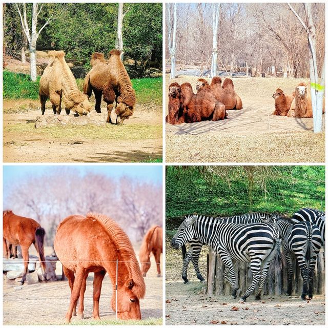 探索奇幻野生世界：北京野生動物園等你來發掘