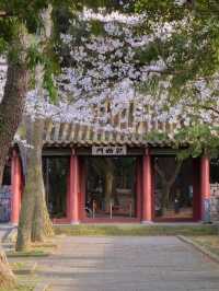 濟州島櫻花之旅：探尋韓國春天的浪漫