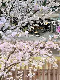 重慶櫻花雨太瘋狂了！就在光環購物公園