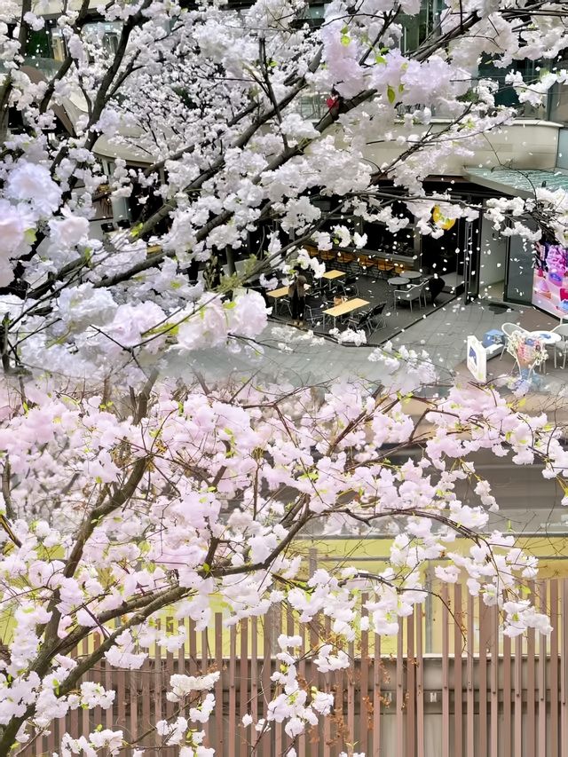 重慶櫻花雨太瘋狂了！就在光環購物公園