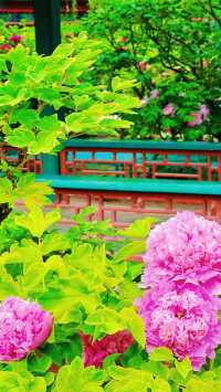 北京賞花全攻略…花王盛宴直接美到心坎了