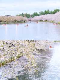 【青森】春日賞櫻～