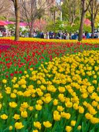 鬱金香花海真係好靚！建議傍晚再去
