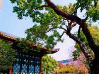 Exploring Zhongshan City Parks During Spring Full Bloom