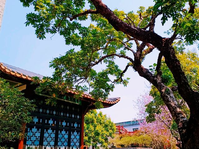 Exploring Zhongshan City Parks During Spring Full Bloom