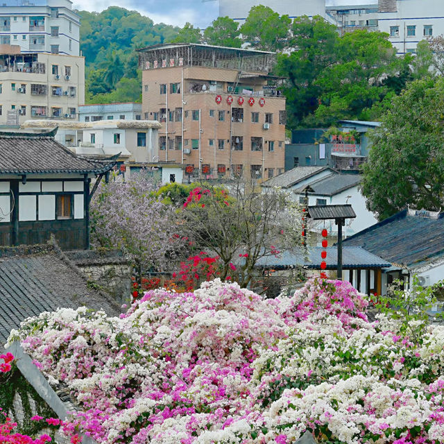 🌸春日限定！深圳甘坑古鎮花開成海啦