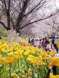 湖南省植物園賞花全攻略，植物園的櫻花開了