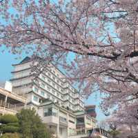 釜山限定浪漫🌸 迎月路海邊櫻花嘉年華