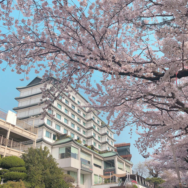 釜山限定浪漫🌸 迎月路海邊櫻花嘉年華