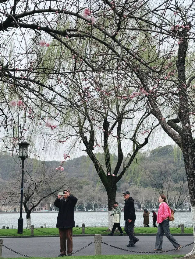 杭州白堤嘅桃花開得啱啱好！