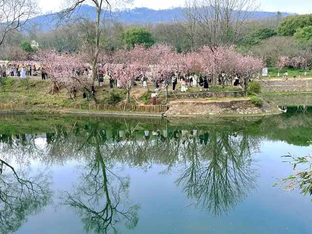 Spring in Nanjing | Your Ultimate Guide to Cherry Blossom Viewing