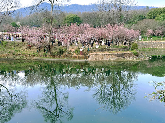 春日去金陵|解鎖南京限定賞櫻玩法