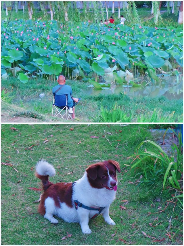 吉林賞荷花 | 3月，‌淨月潭國家森林公園的荷花來場約會