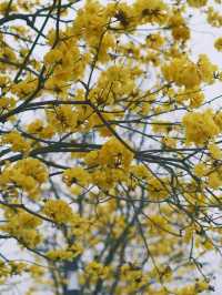 大運天地：繁花盛放的春天氛圍感，深圳蕞出片的公園