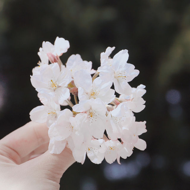 濟州島涯月邑長田裡 | 赴一場浪漫櫻花祭🌸
