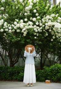 被軟萌的白色花球「霸道」暴擊～～