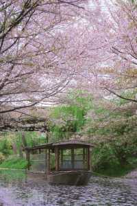 為了不錯過櫻花季，特種兵週末2天勇闖京都！