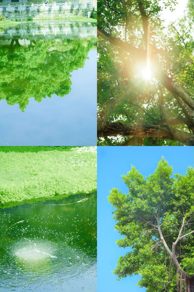 鏡頭下的春天南社明清古村落