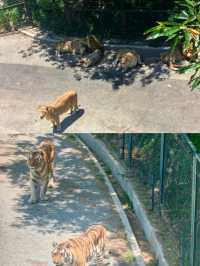 大連森林動物園