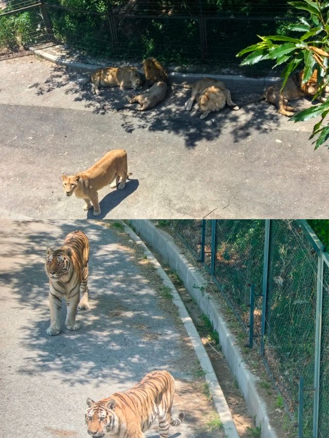 大連森林動物園