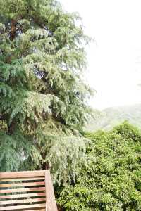 莫干山未遲·林棲谷隱｜住進陽光畫框裡的小眾美學