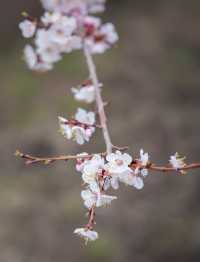 5月嘅佳木斯，追到咗東北第一場花海