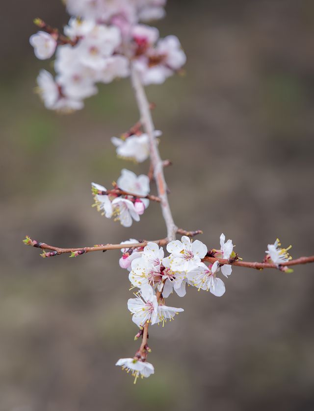 5月嘅佳木斯，追到咗東北第一場花海
